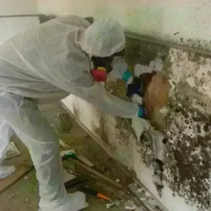 Mold Remediation and Removal in Hartshorne, OK